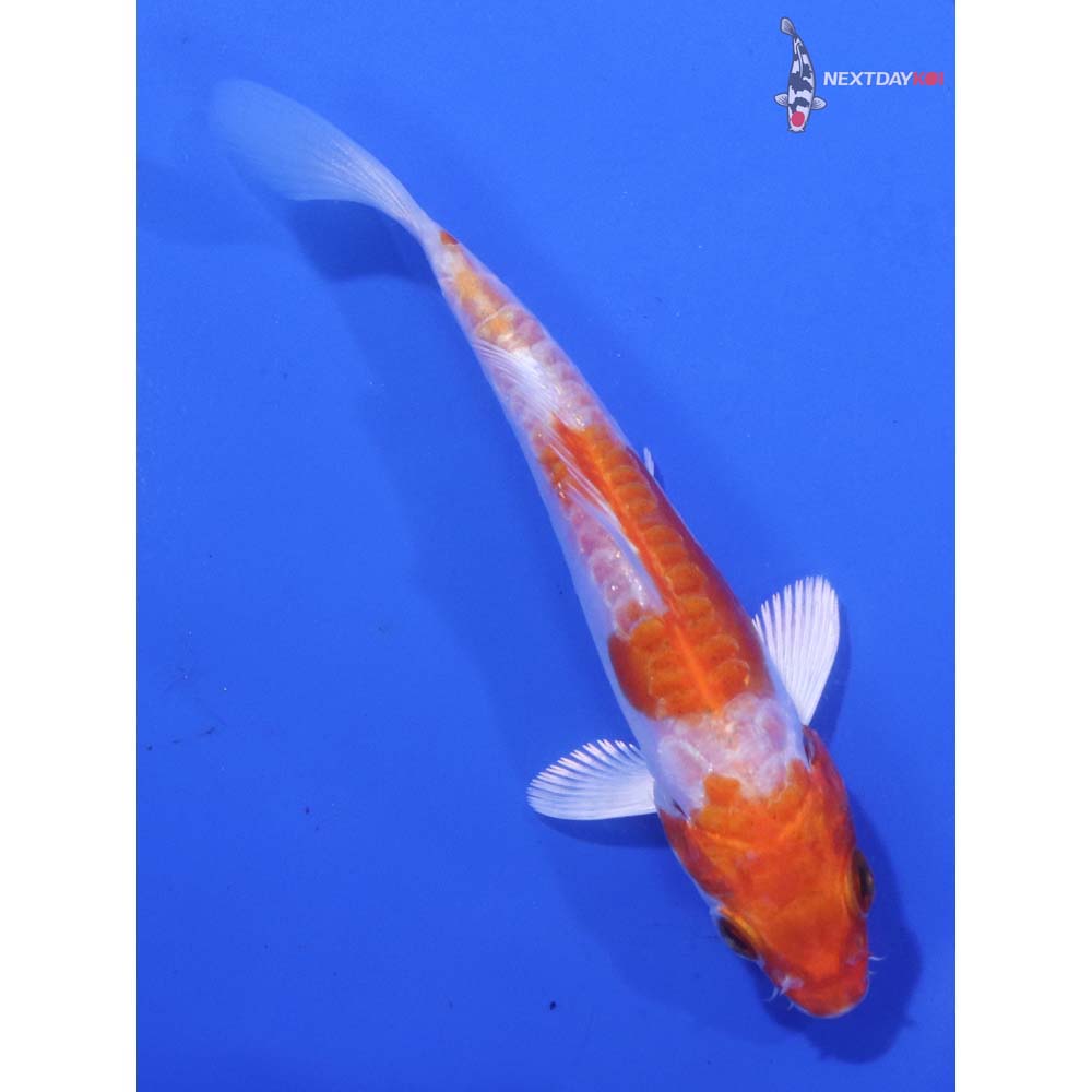 4” Imported Kikusui
