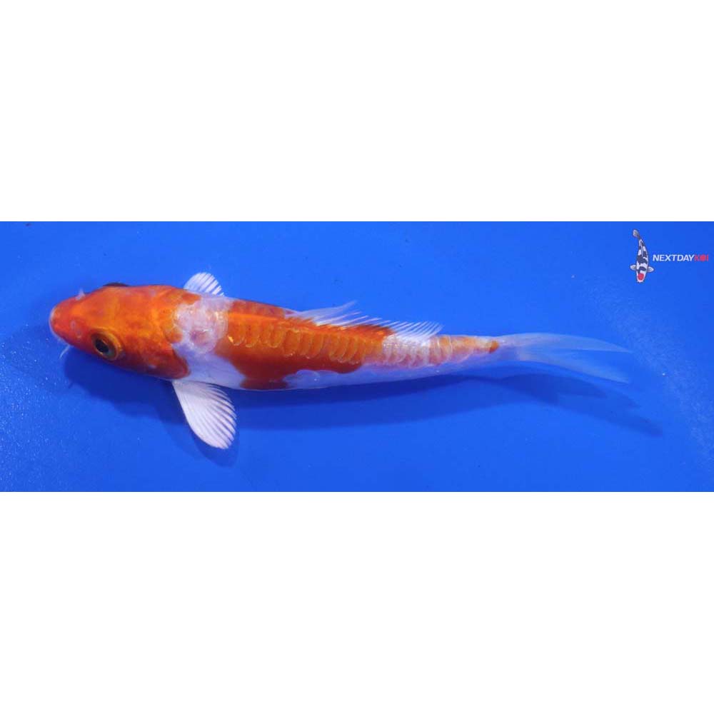 4” Imported Kikusui