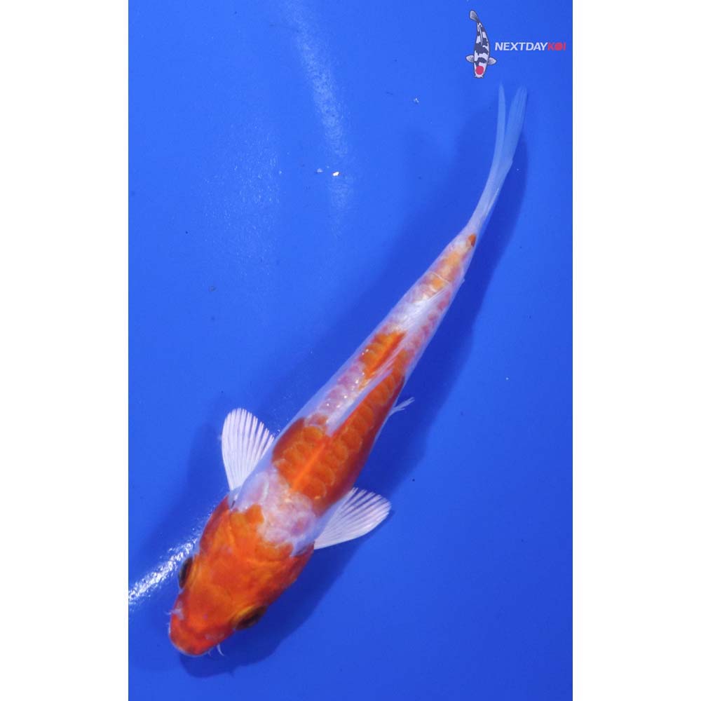 4” Imported Kikusui