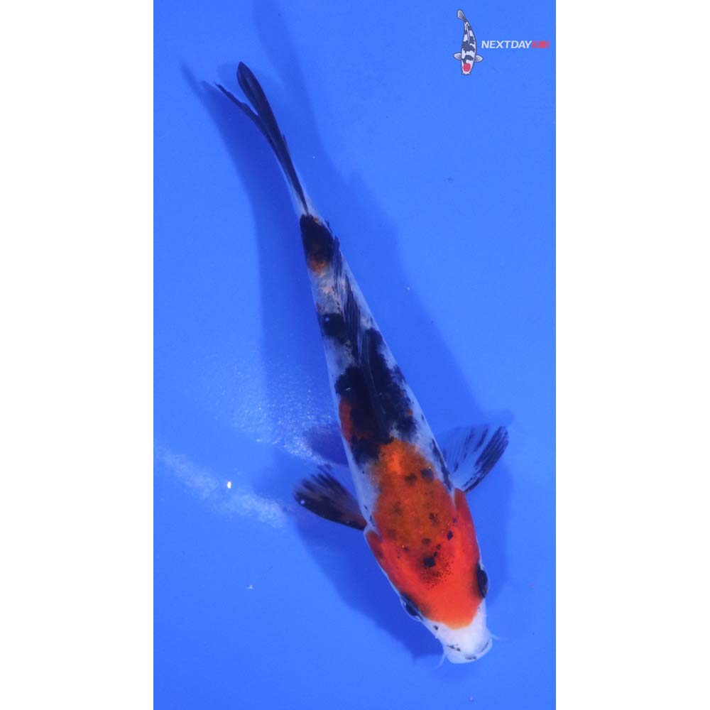4” Imported Sanke