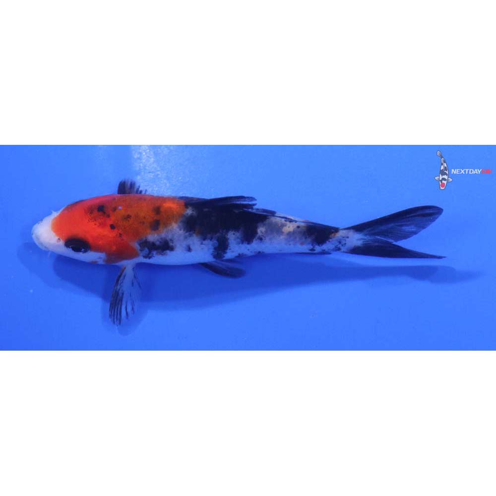4” Imported Sanke