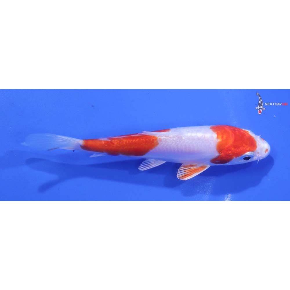 4” Imported Kikusui