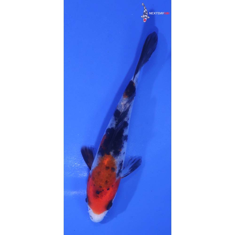 4” Imported Sanke