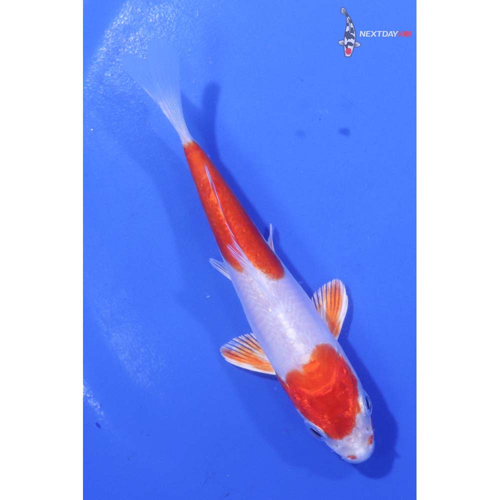 4” Imported Kikusui