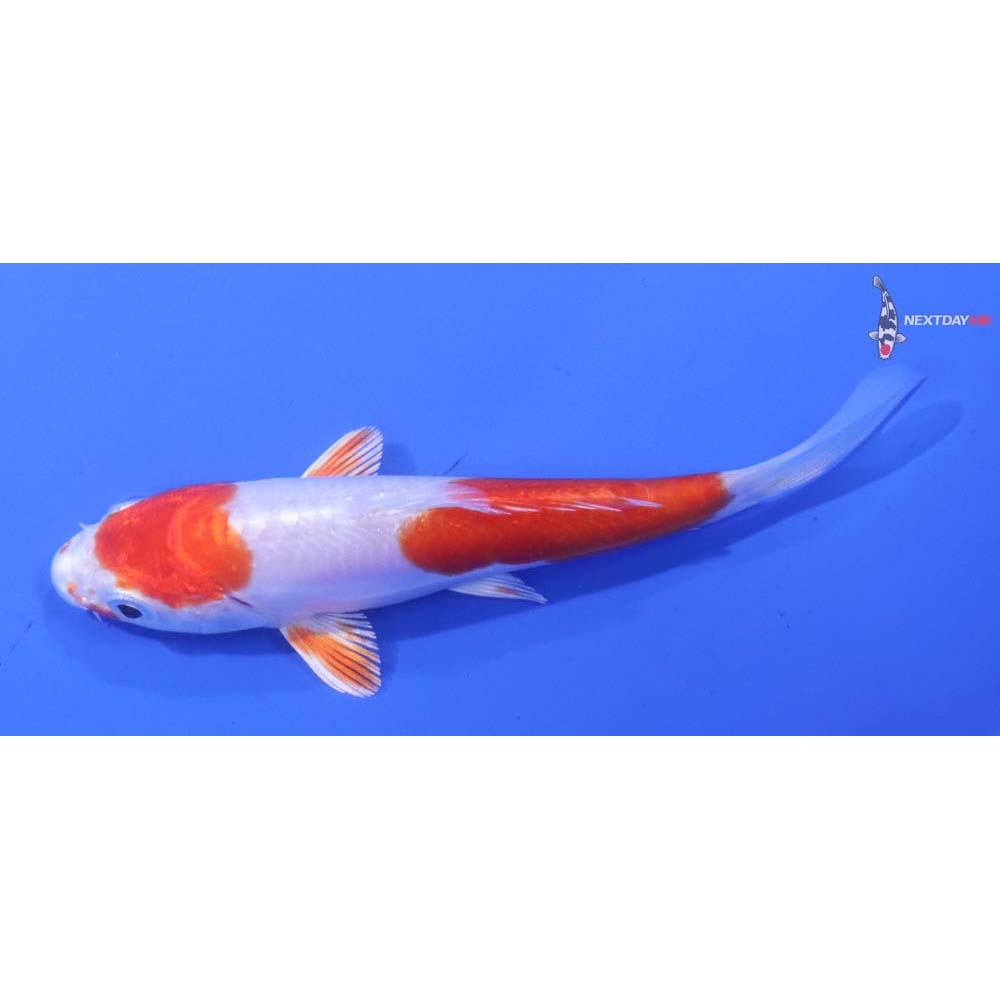 4” Imported Kikusui