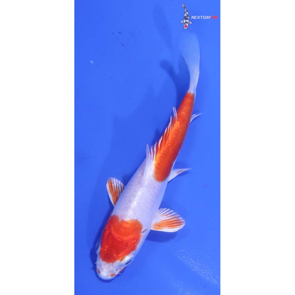 4” Imported Kikusui