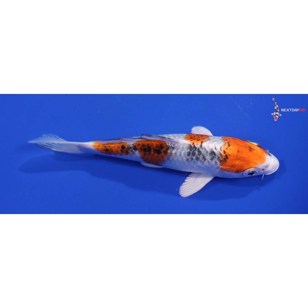 5” Imported Yamato Nishiki