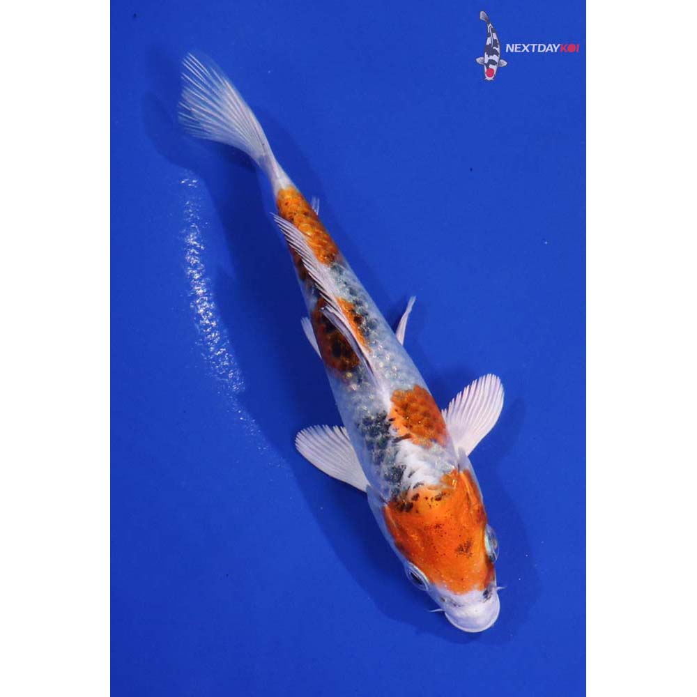 5” Imported Yamato Nishiki