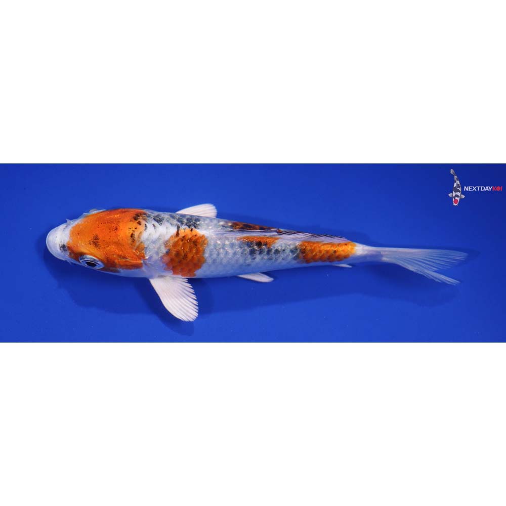 5” Imported Yamato Nishiki