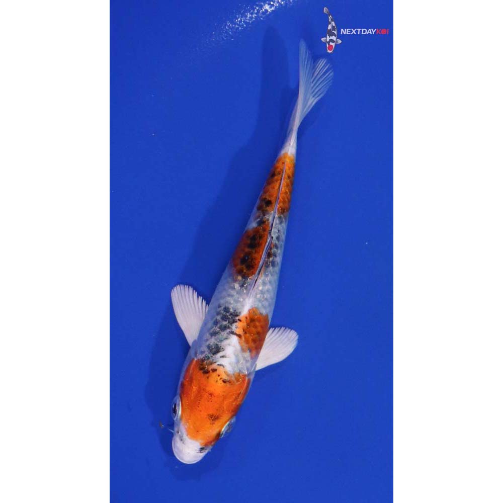 5” Imported Yamato Nishiki