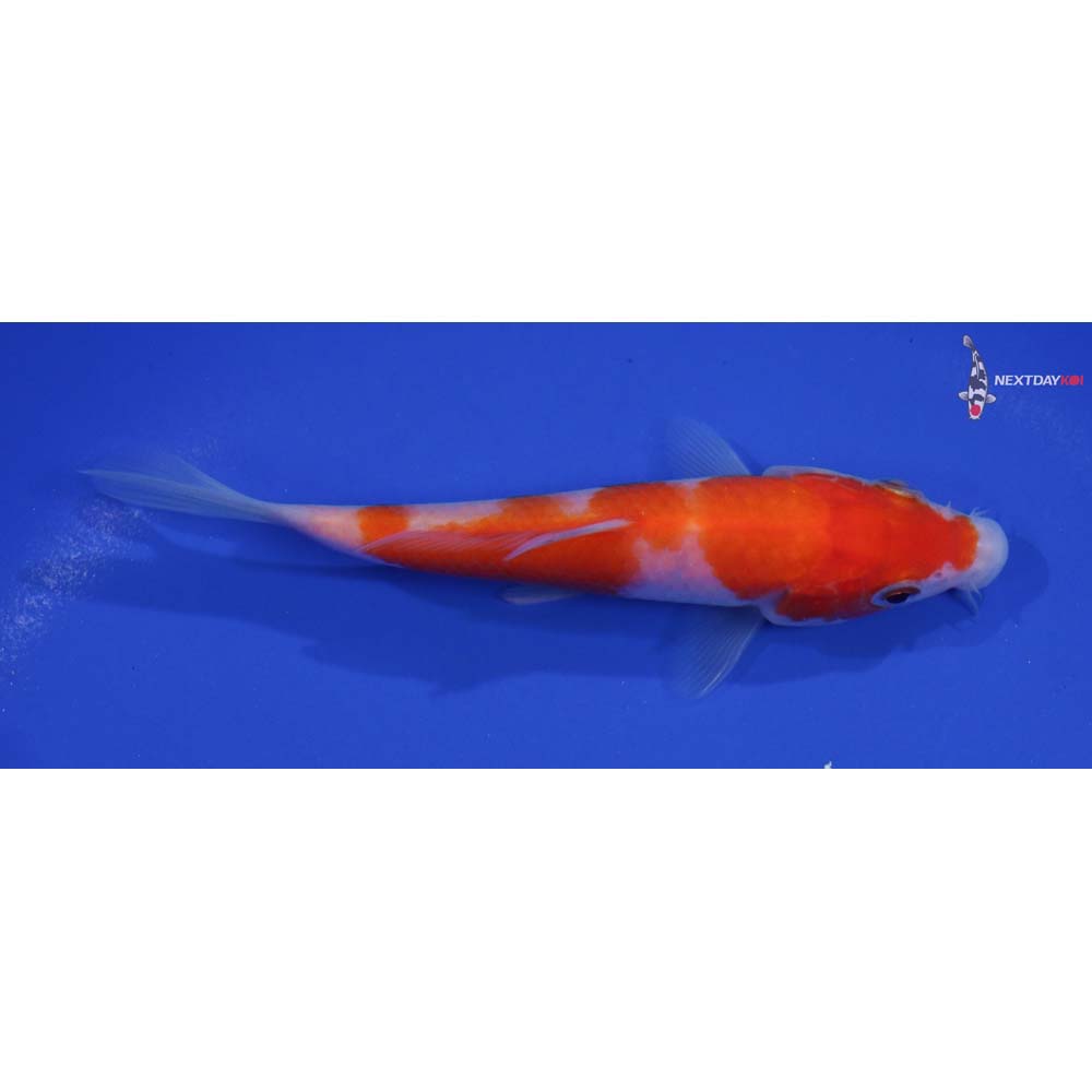 5” Imported Kohaku
