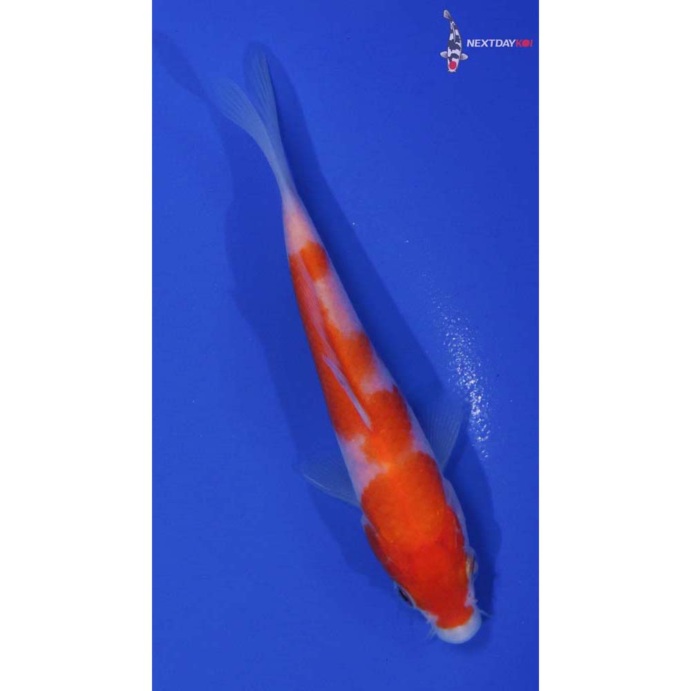 5” Imported Kohaku