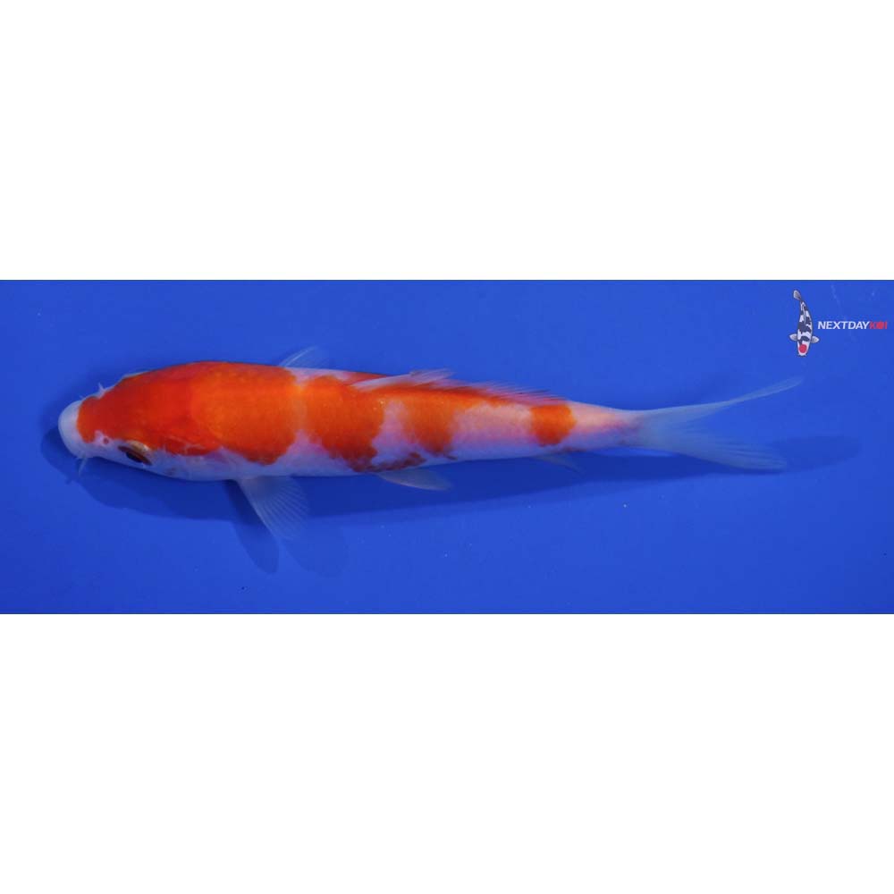 5” Imported Kohaku