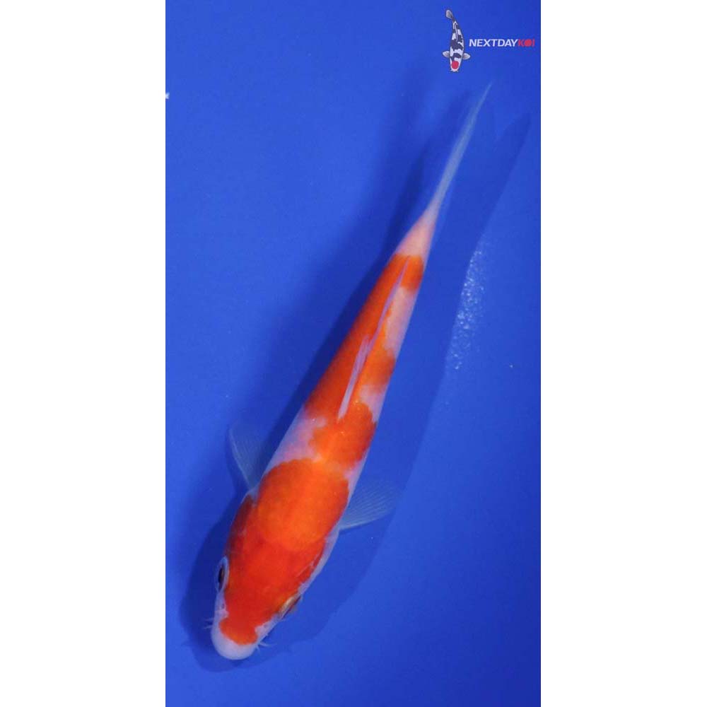 5” Imported Kohaku