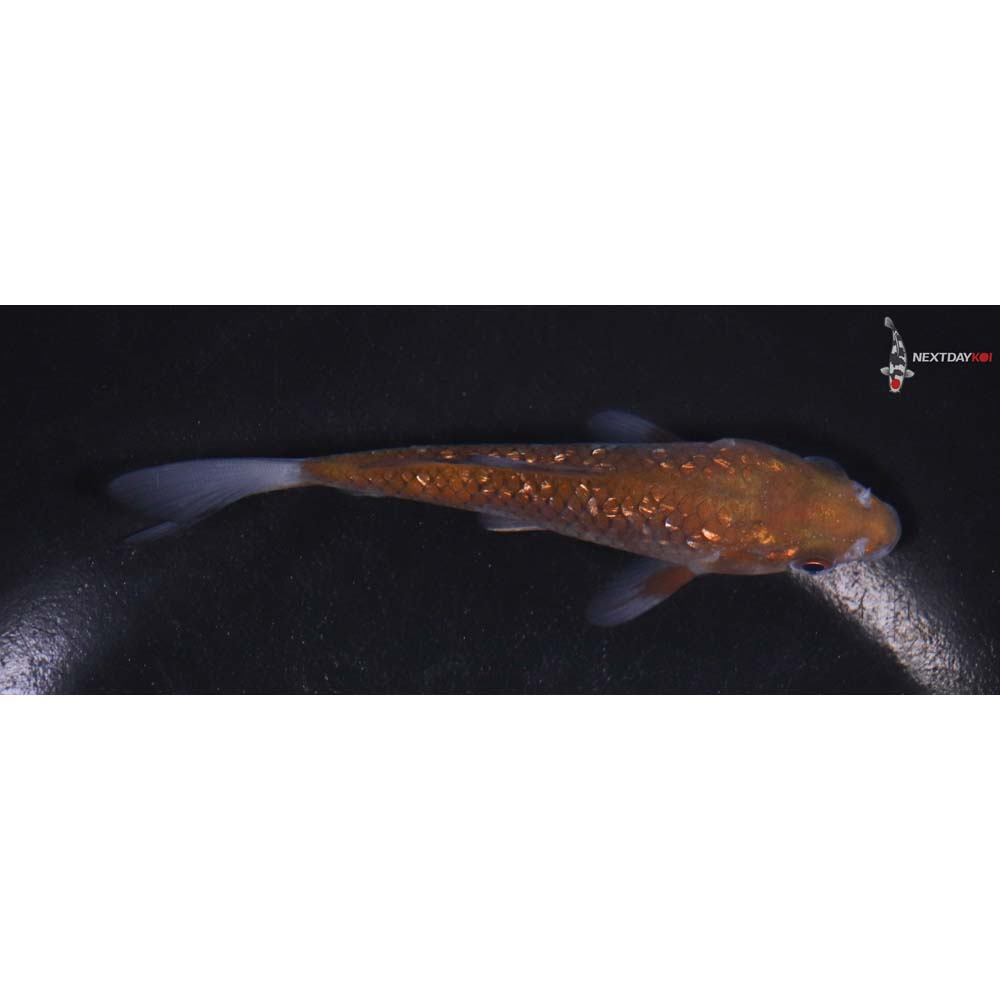 4.5” Imported Gin Rin Chagoi