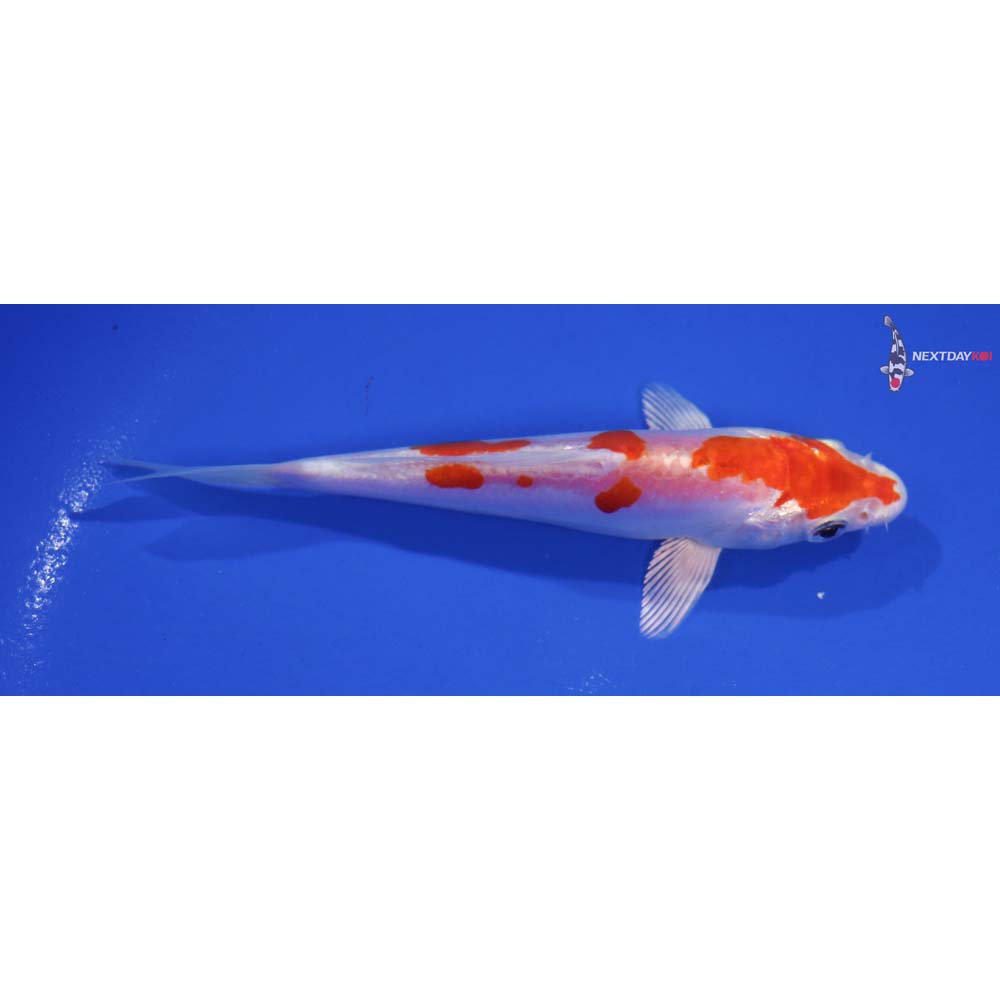 5.5” Imported Kikusui