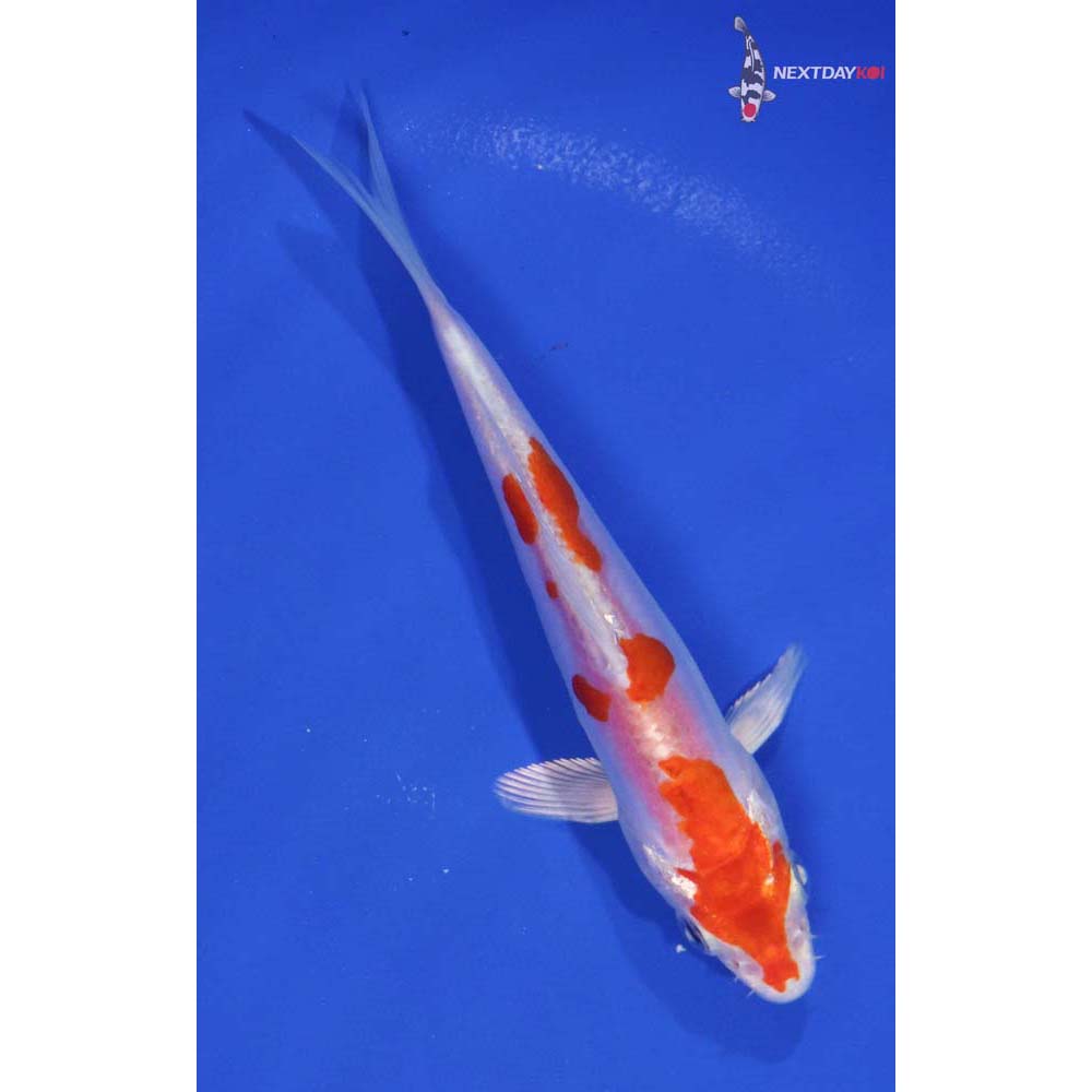 5.5” Imported Kikusui