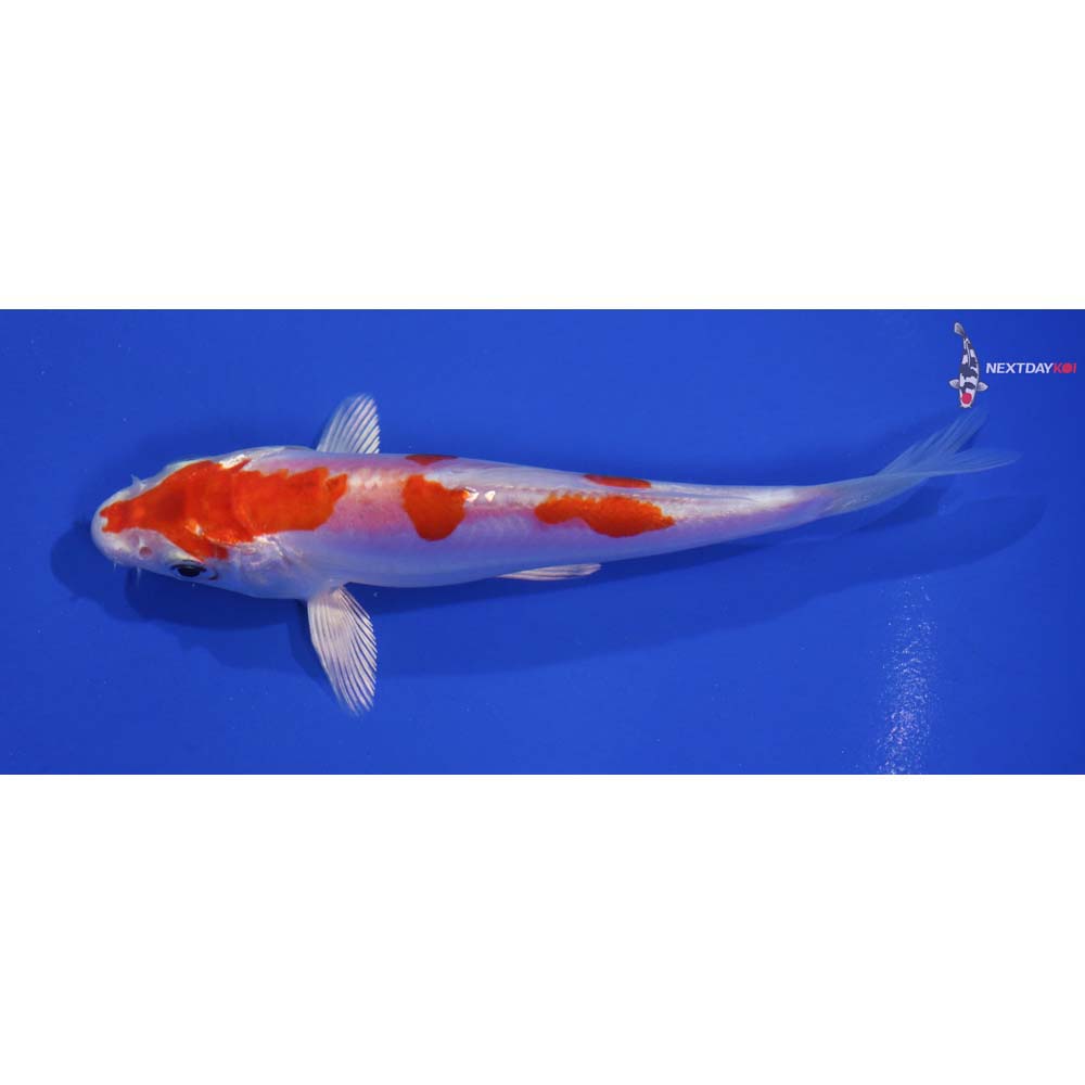 5.5” Imported Kikusui