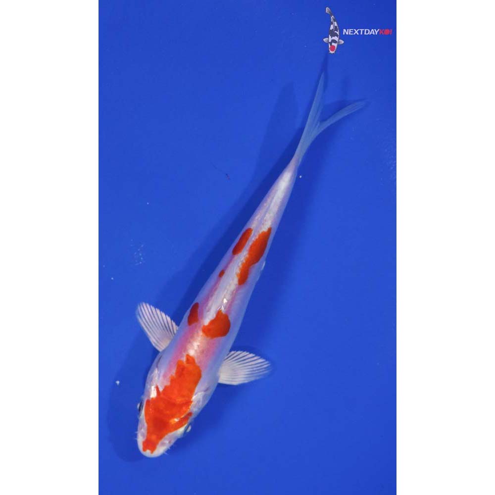 5.5” Imported Kikusui
