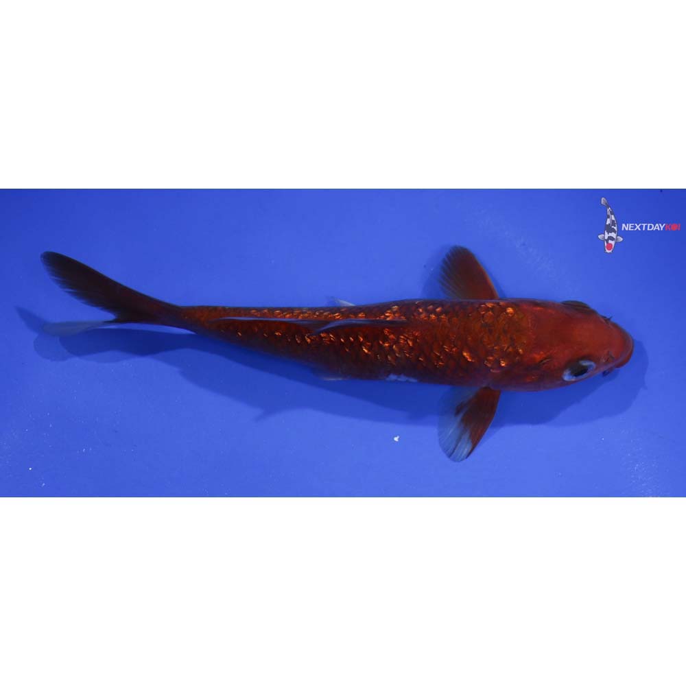 5.5” Imported Gin Rin Chagoi
