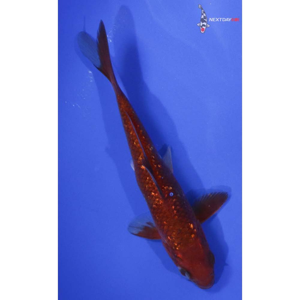 5.5” Imported Gin Rin Chagoi