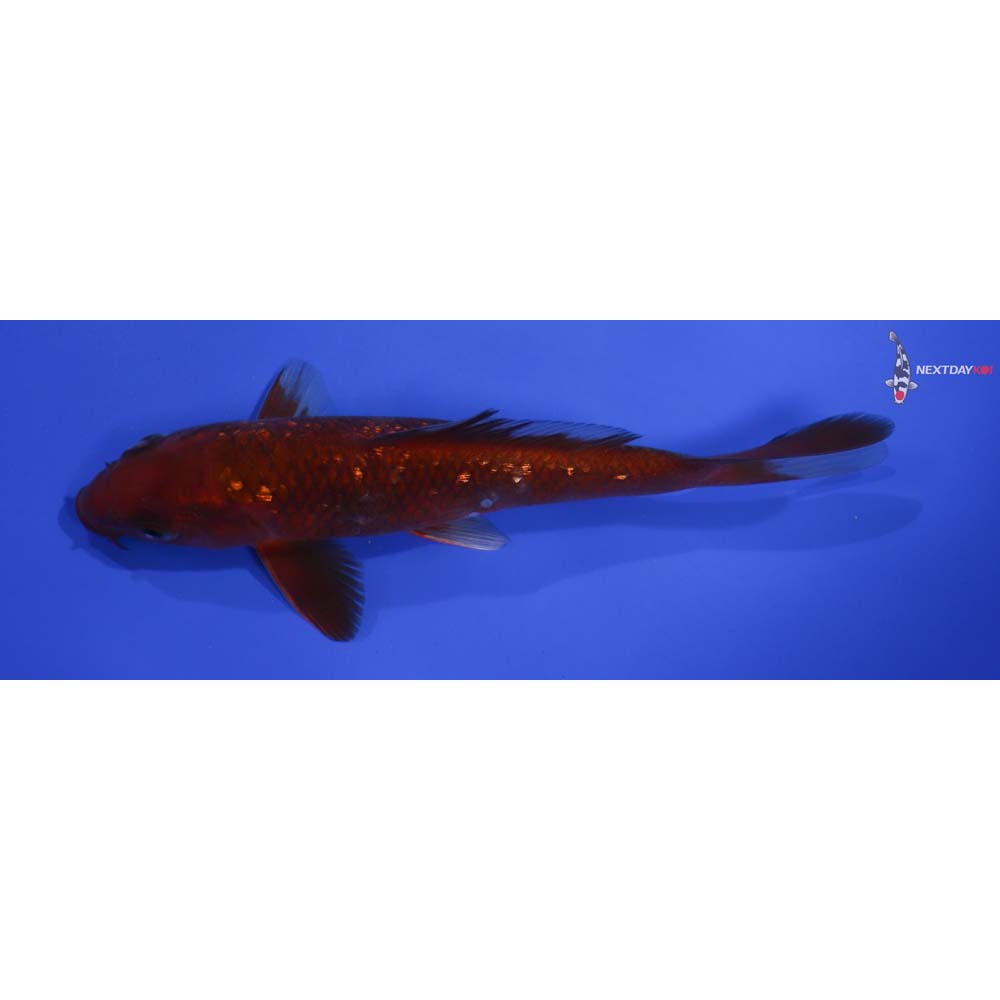 5.5” Imported Gin Rin Chagoi