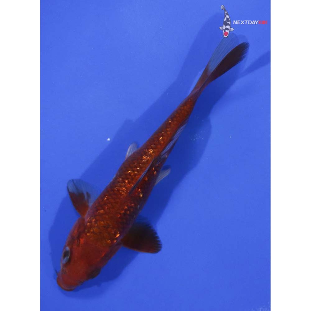 5.5” Imported Gin Rin Chagoi