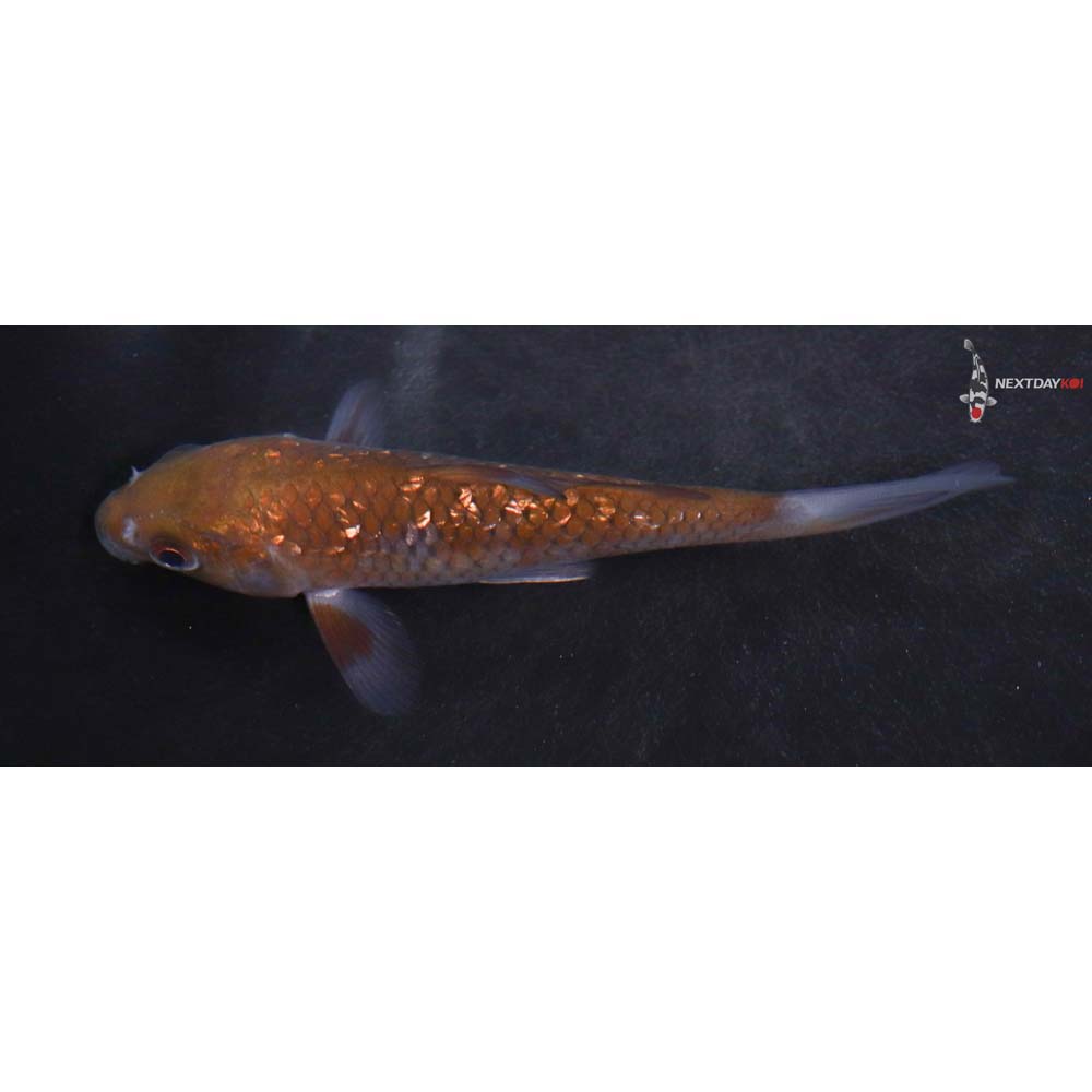 4.5” Imported Gin Rin Chagoi
