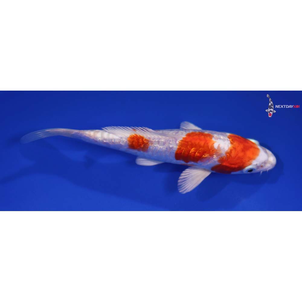 5.5” Imported Gin Rin Hariwake