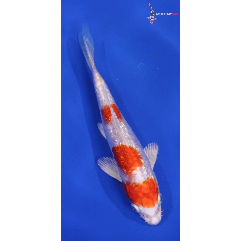 5.5” Imported Gin Rin Hariwake