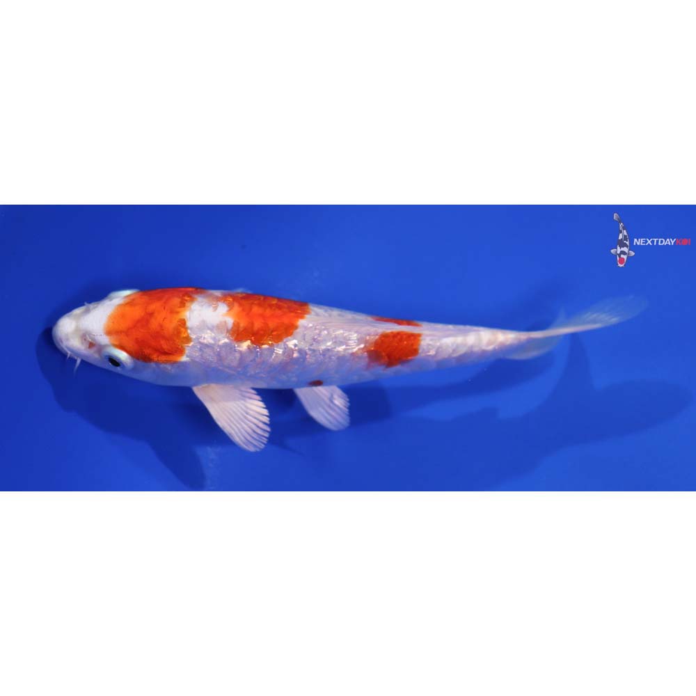 5.5” Imported Gin Rin Hariwake