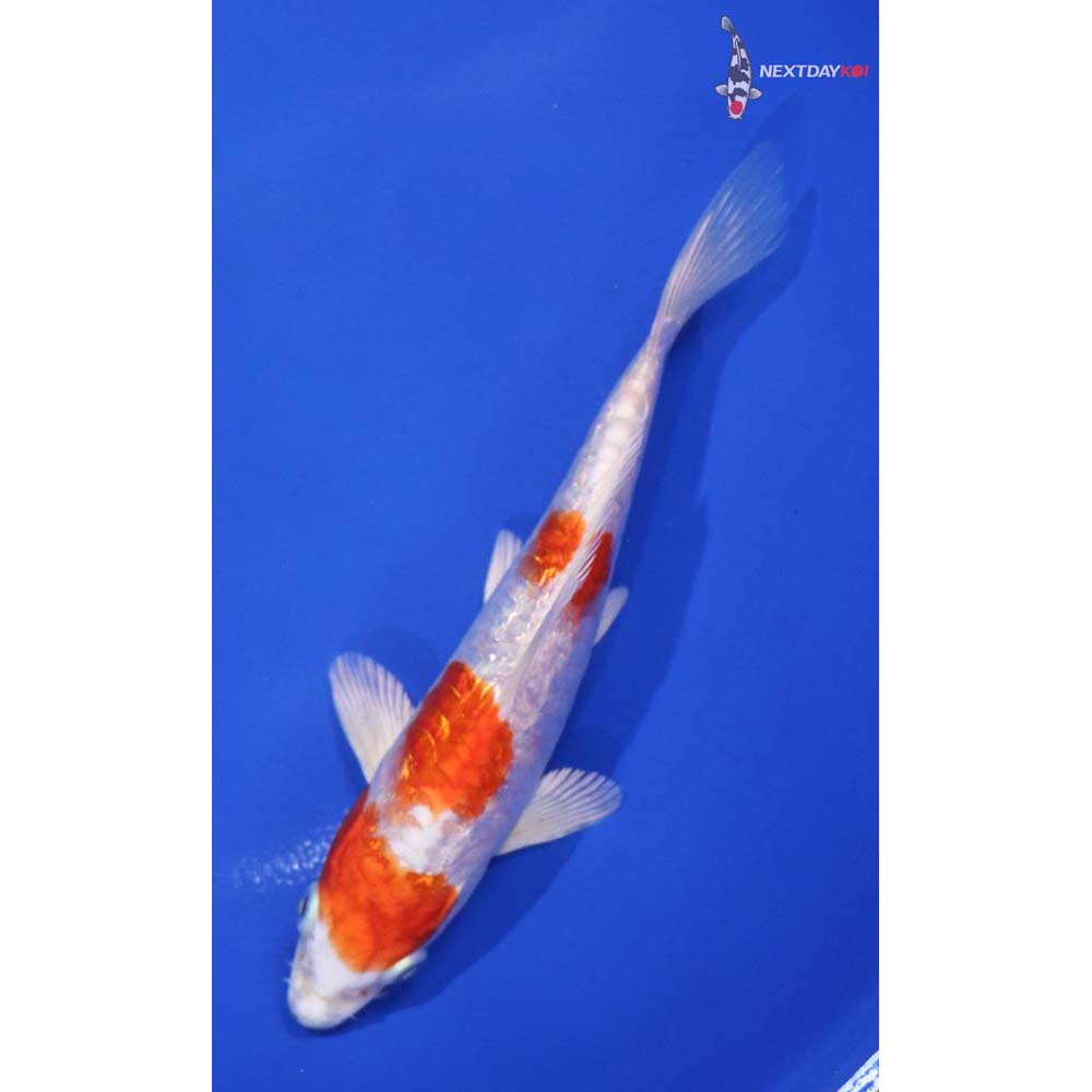 5.5” Imported Gin Rin Hariwake