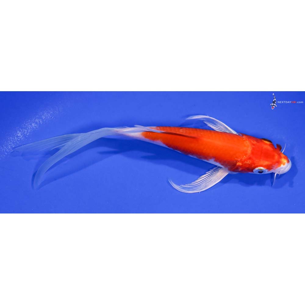 6” Imported Hariwake Butterfly Koi