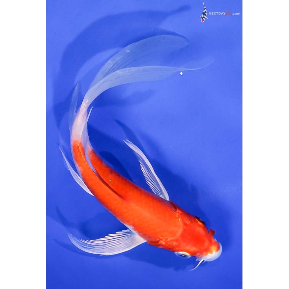 6” Imported Hariwake Butterfly Koi