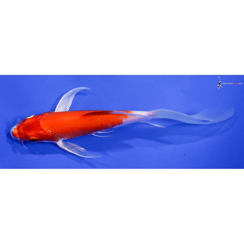 6” Imported Hariwake Butterfly Koi