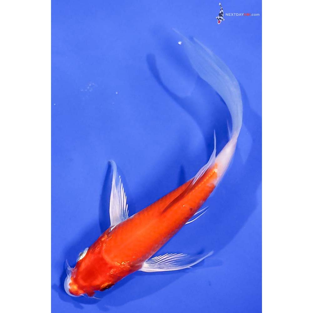 6” Imported Hariwake Butterfly Koi
