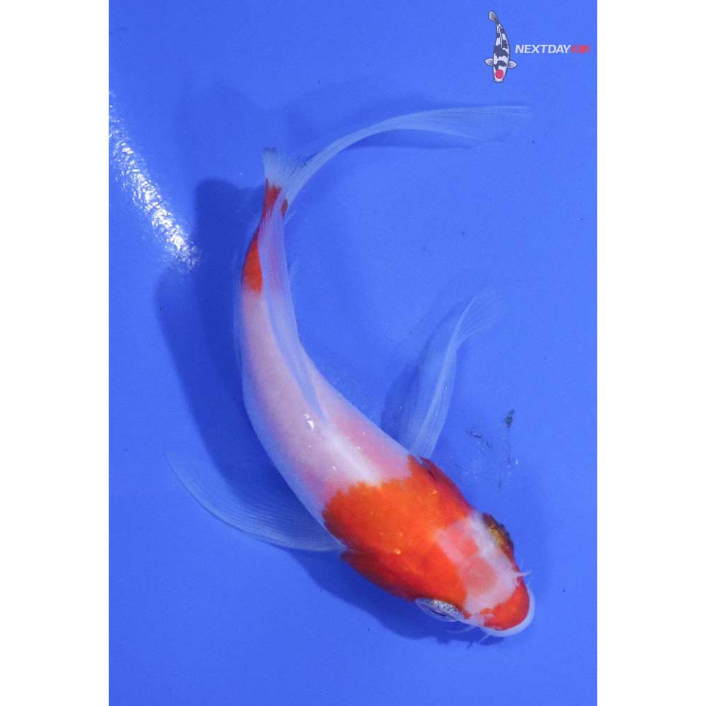 4” Imported Kohaku Butterfly Koi