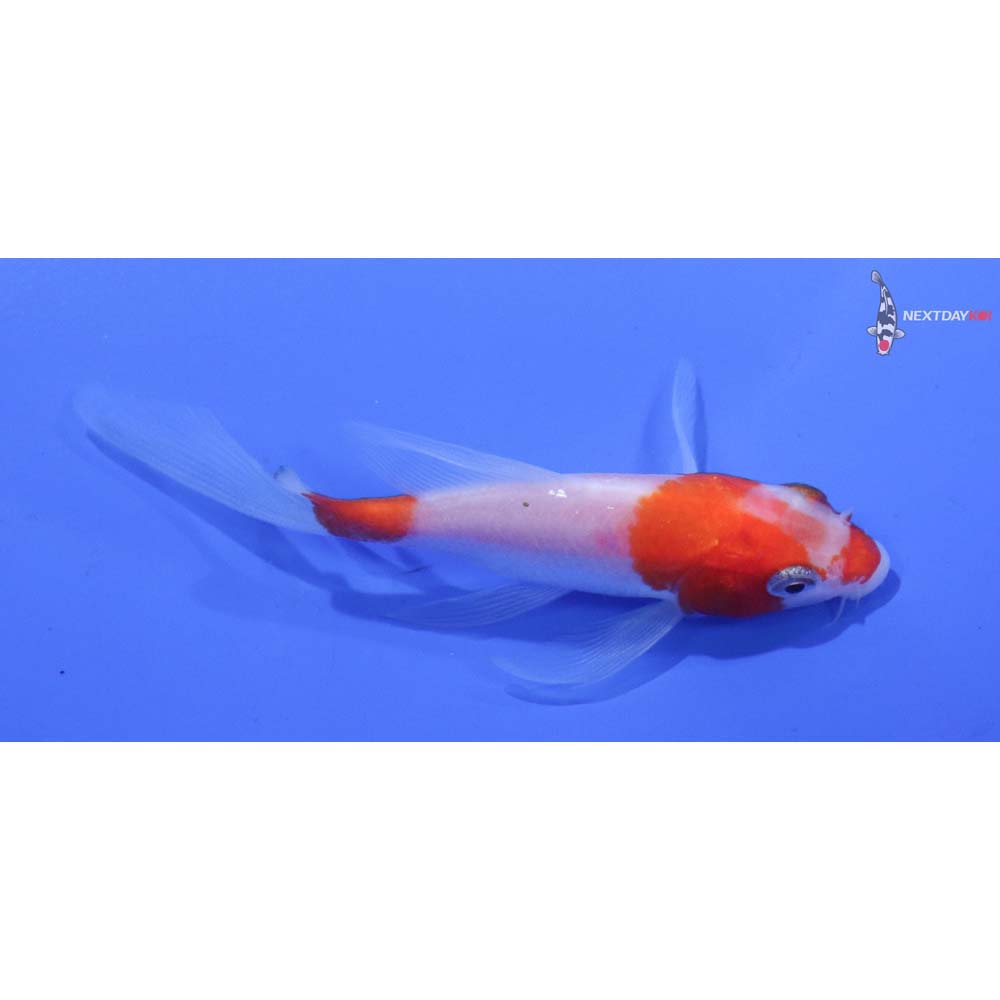 4” Imported Kohaku Butterfly Koi