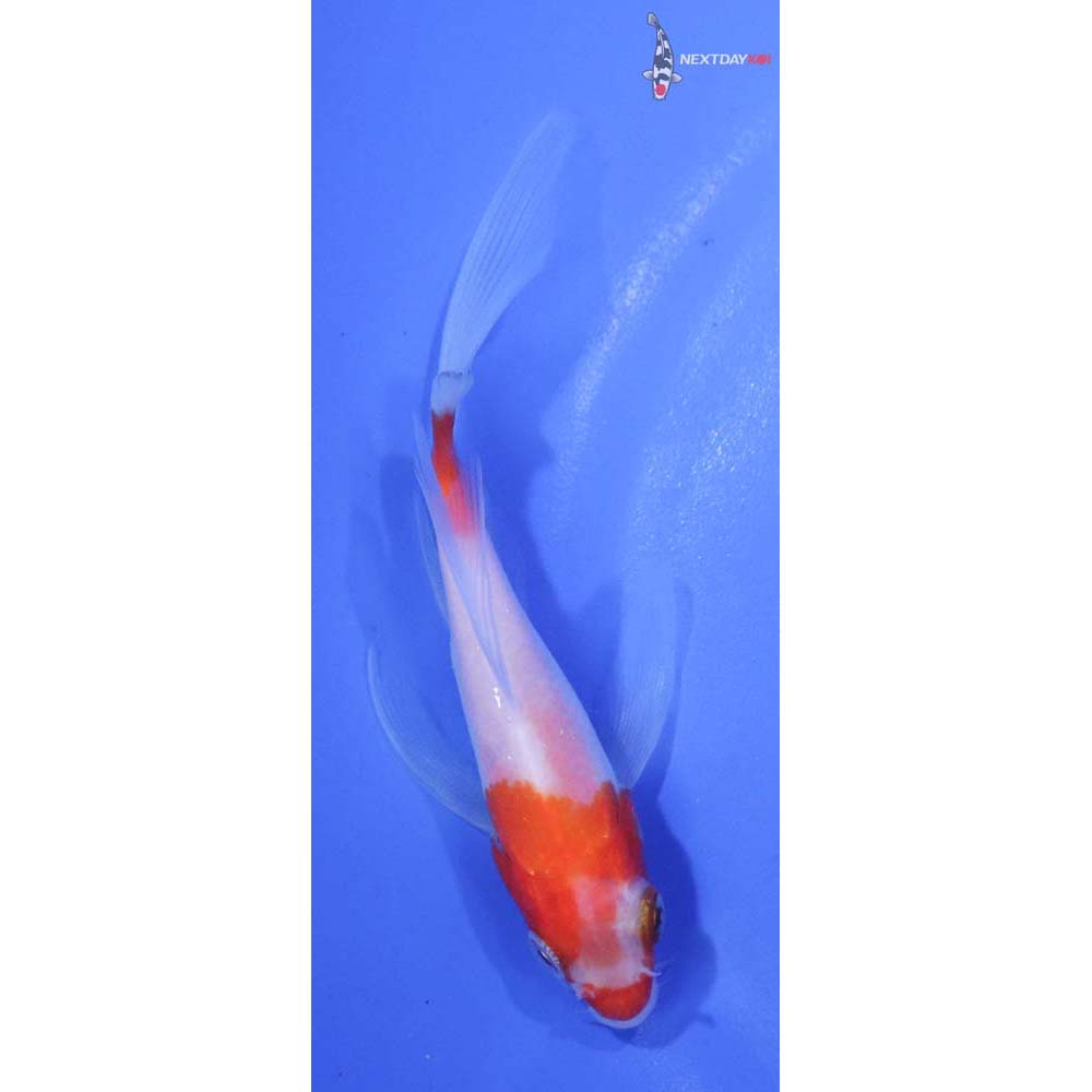 4” Imported Kohaku Butterfly Koi