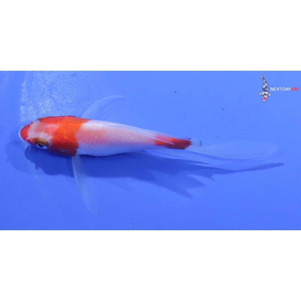 4” Imported Kohaku Butterfly Koi