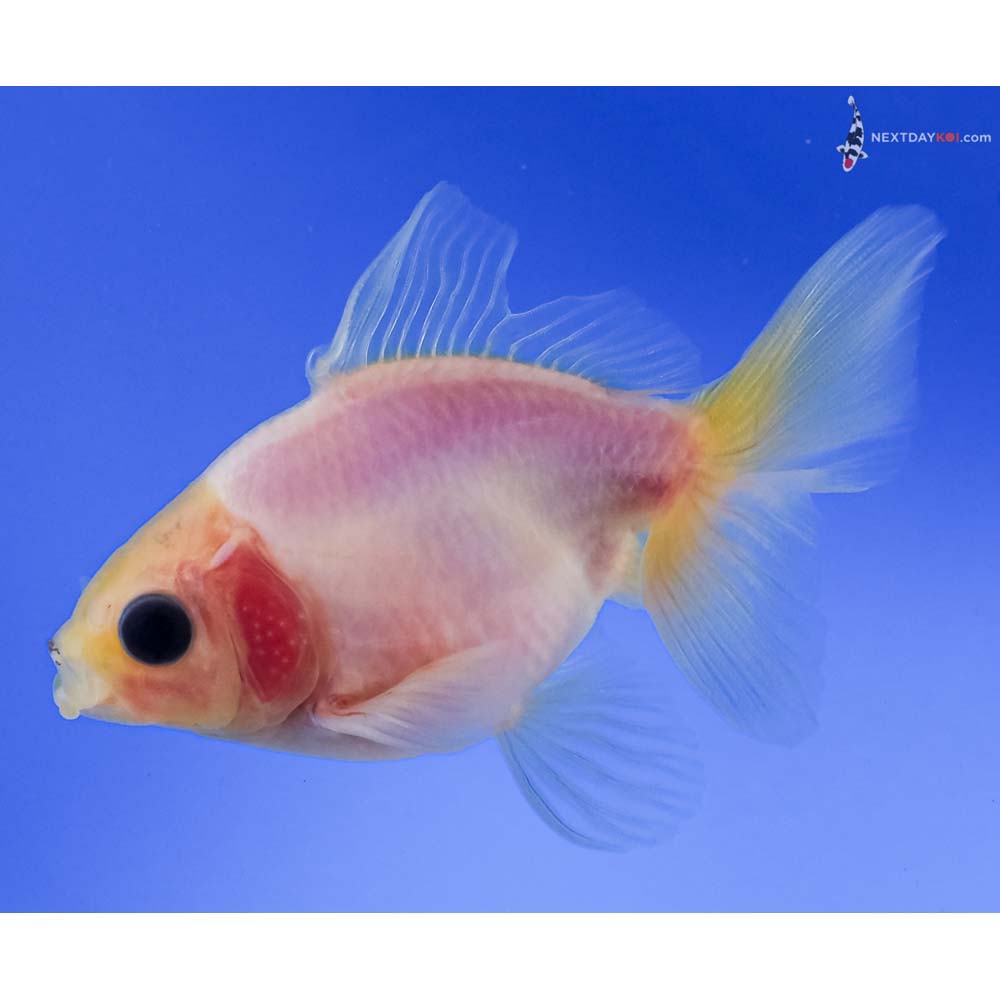 3.5” Imported Male White Ryukin
