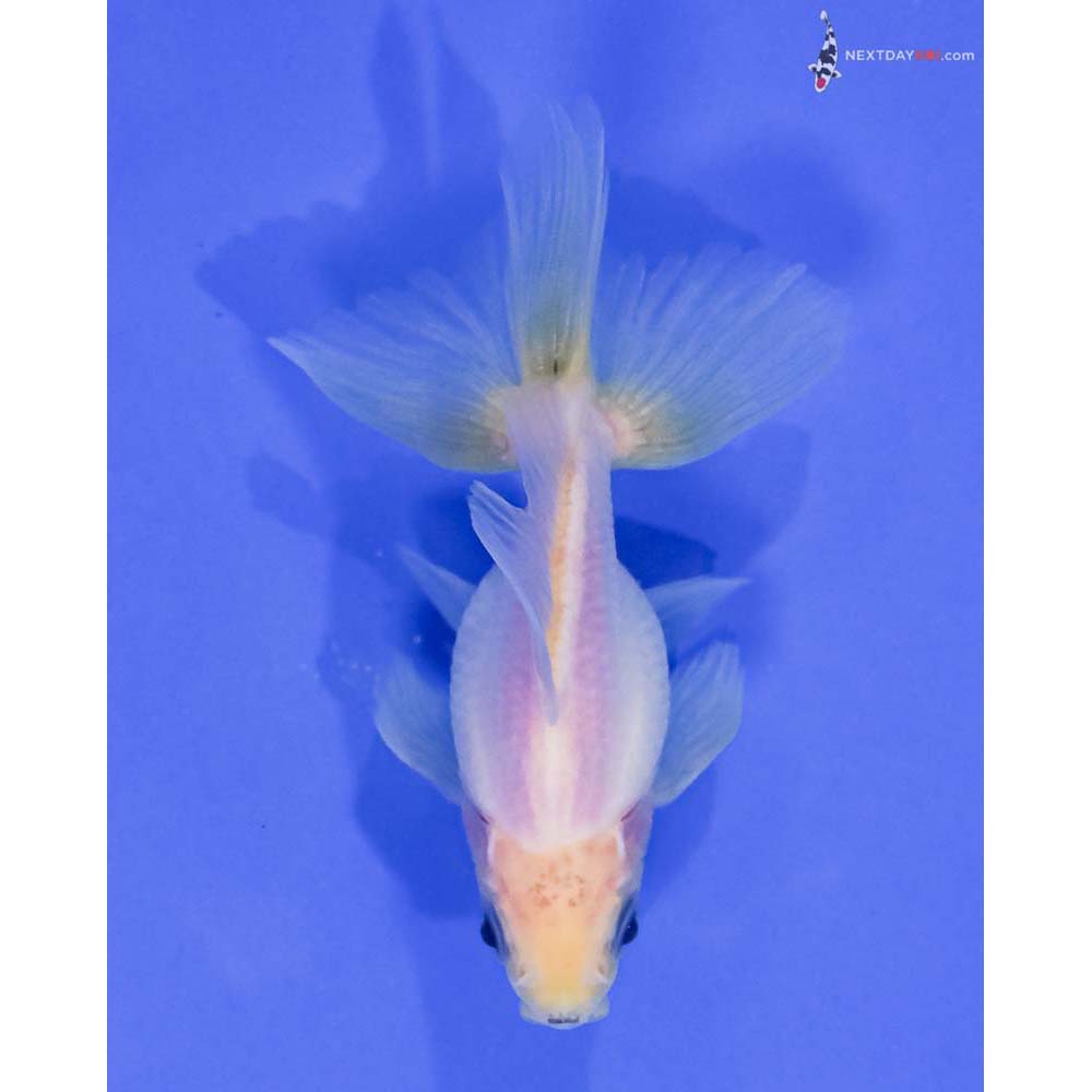 3.5” Imported Male White Ryukin