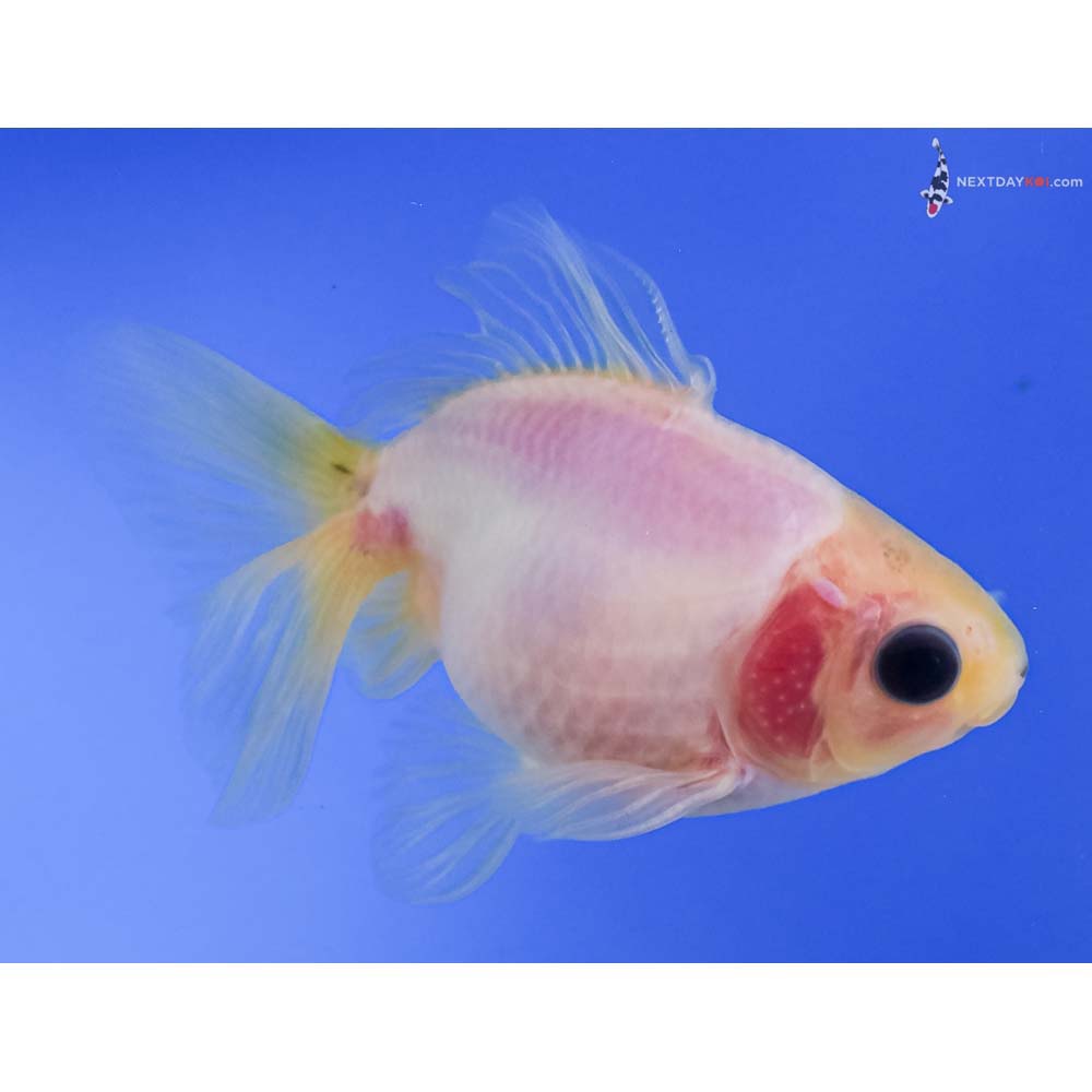 3.5” Imported Male White Ryukin