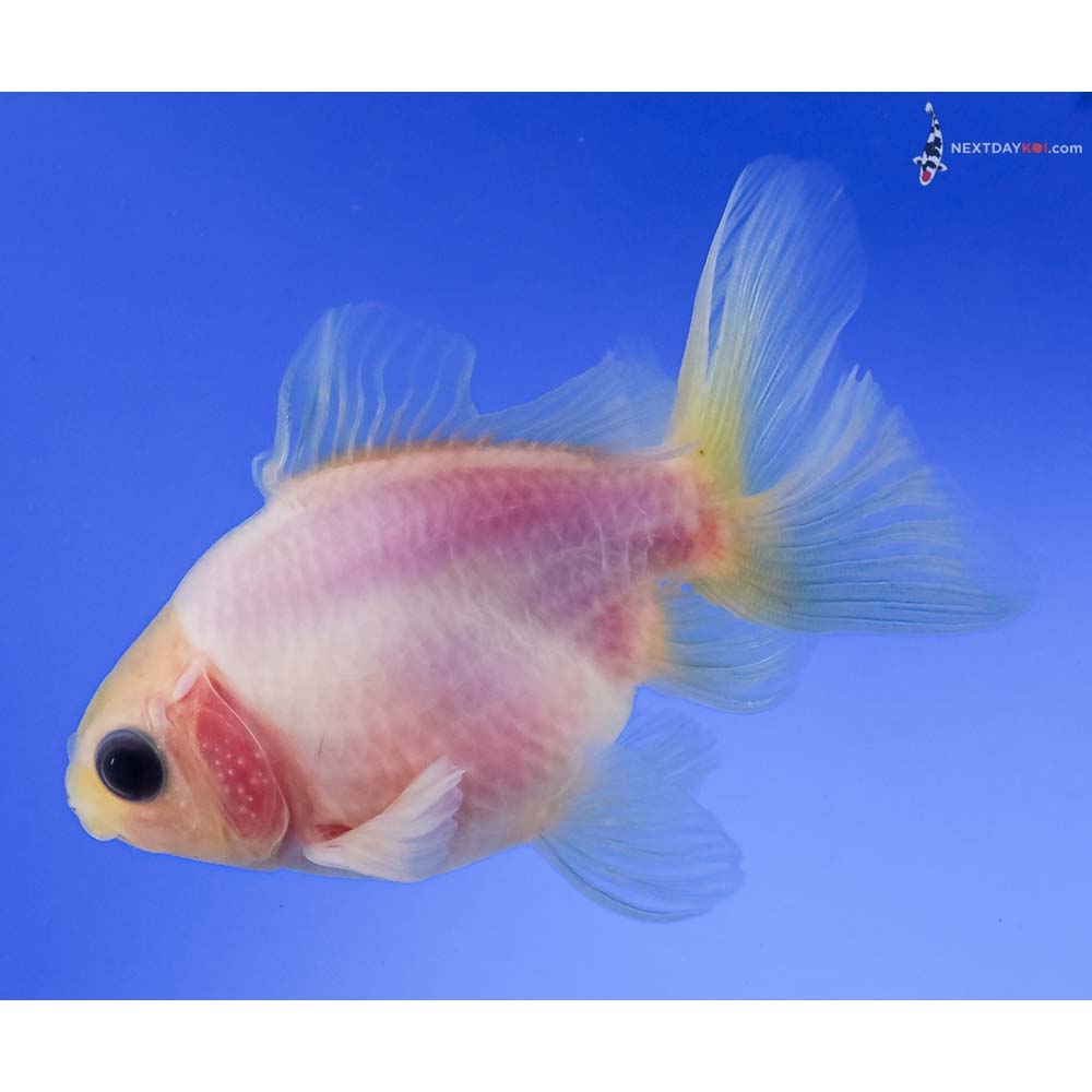 3.5” Imported Male White Ryukin