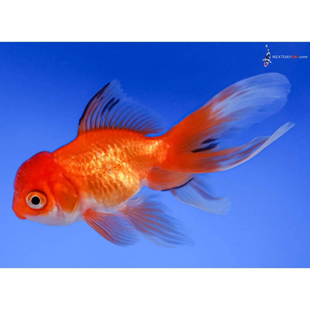 4” Imported Red and White Oranda