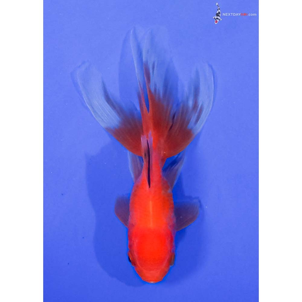 4” Imported Red and White Oranda