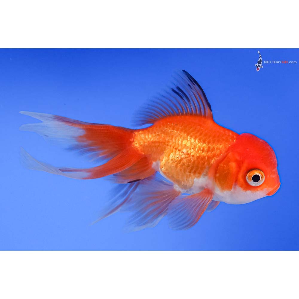 4” Imported Red and White Oranda