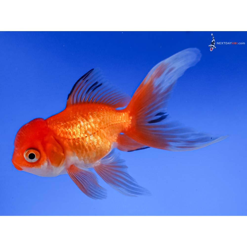 4” Imported Red and White Oranda