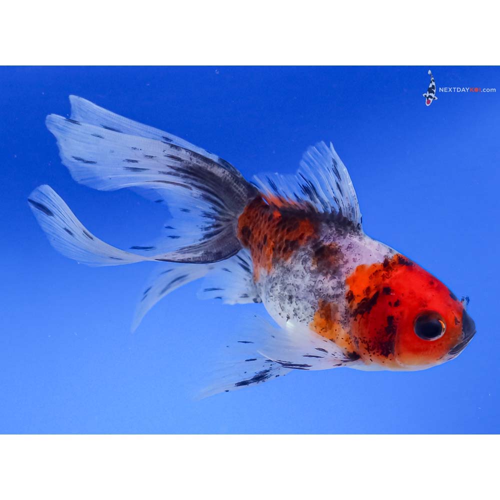 4.5” Imported Calico Fantail