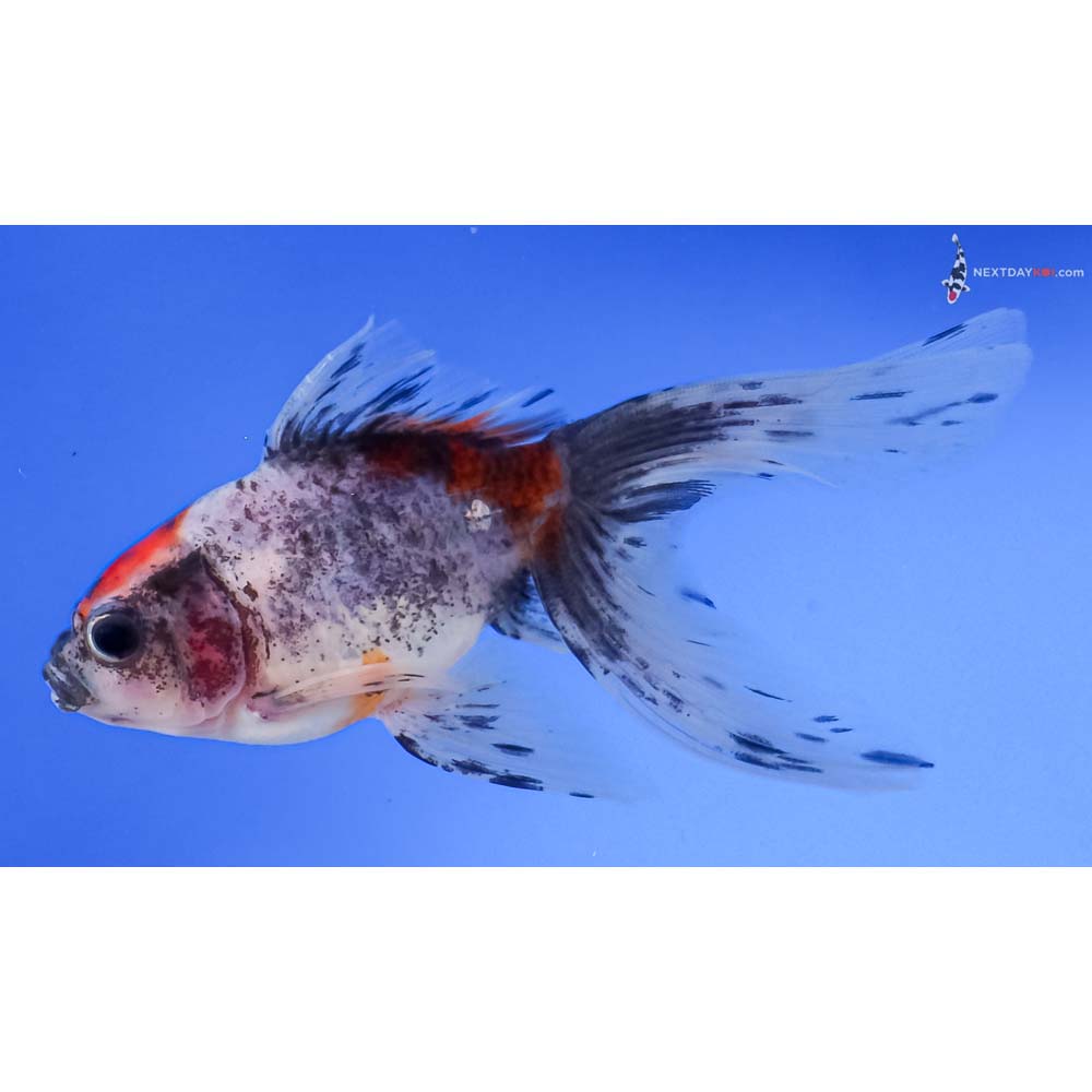 4.5” Imported Calico Fantail